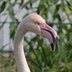 Flamingo-Portrait