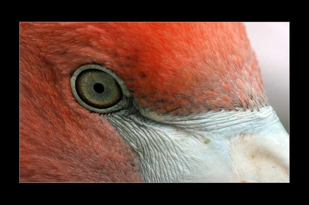 Flamingo Portrait