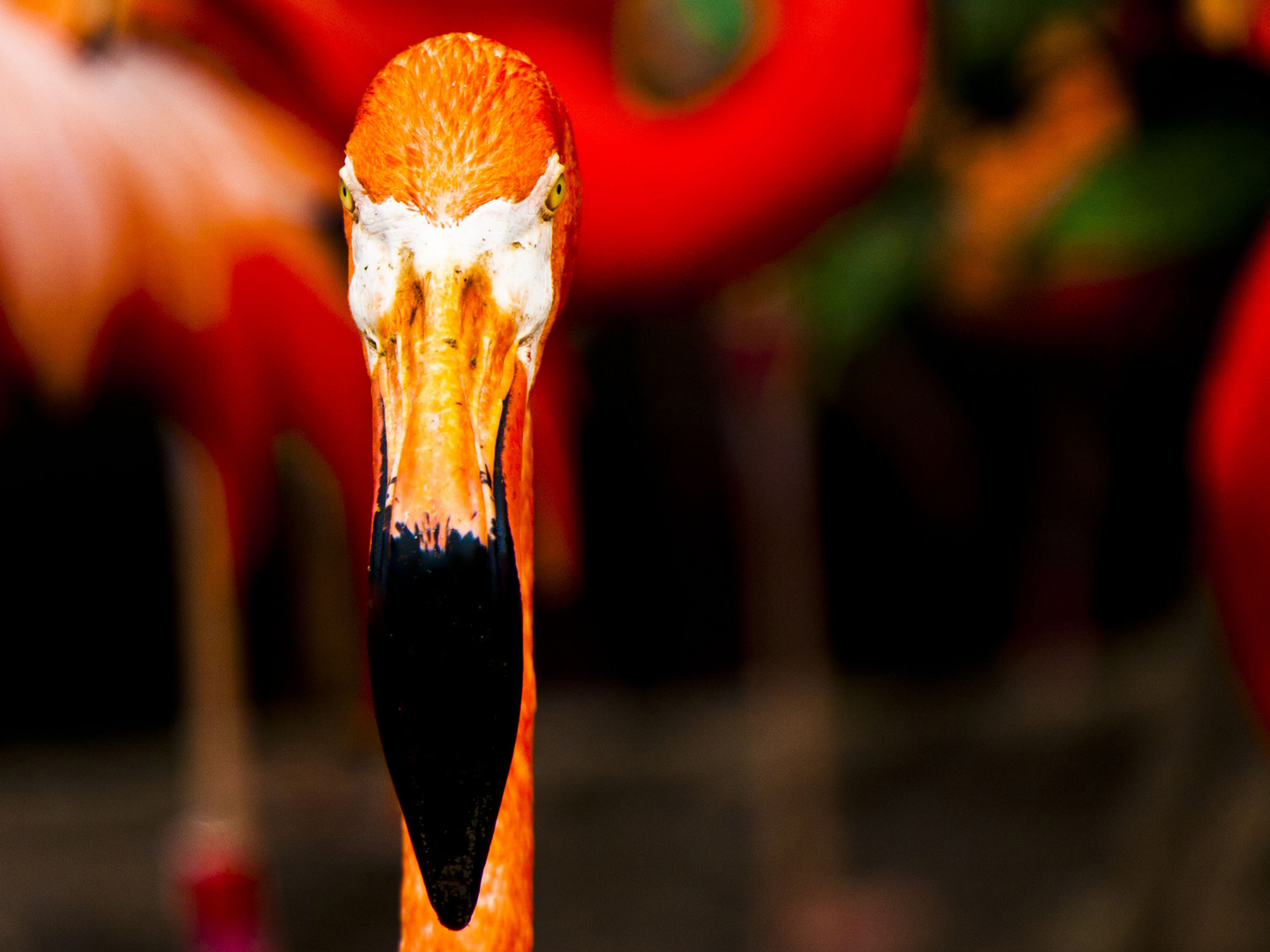 flamingo portrait