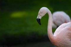 Flamingo Portrait