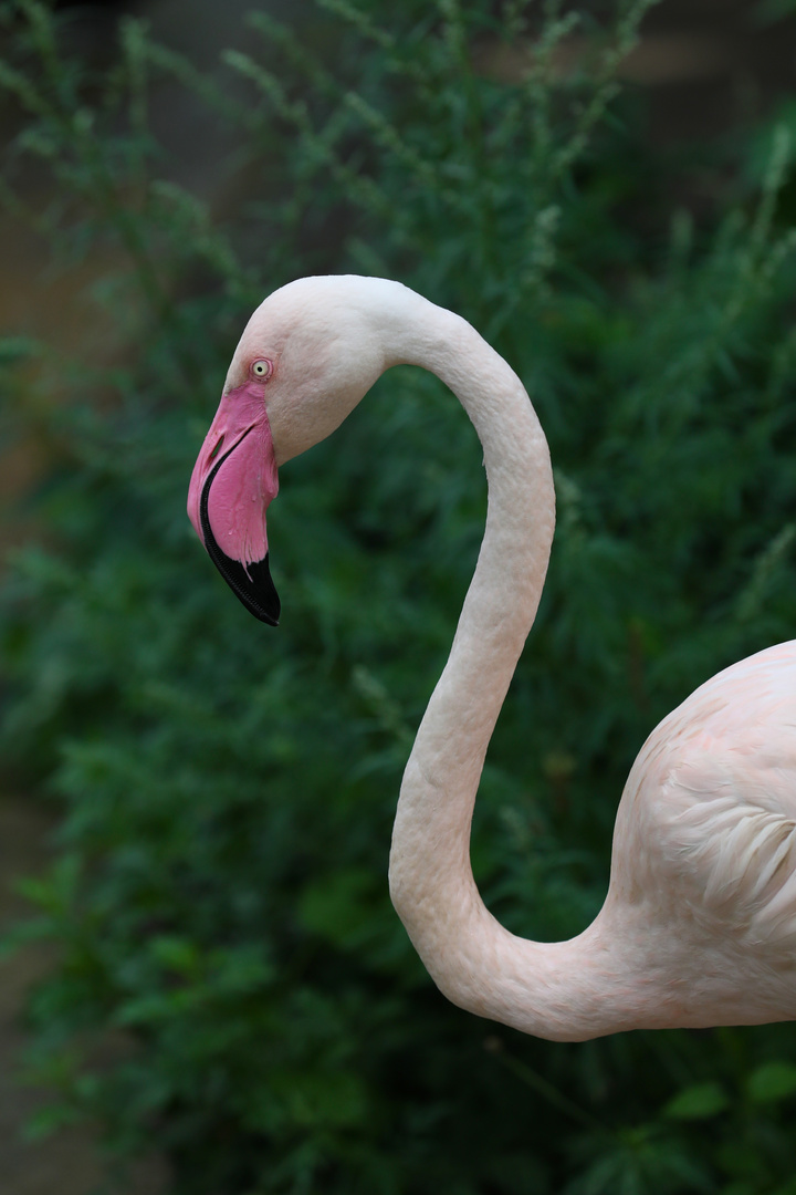 Flamingo Portrait