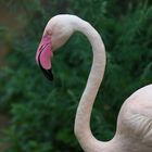 Flamingo Portrait