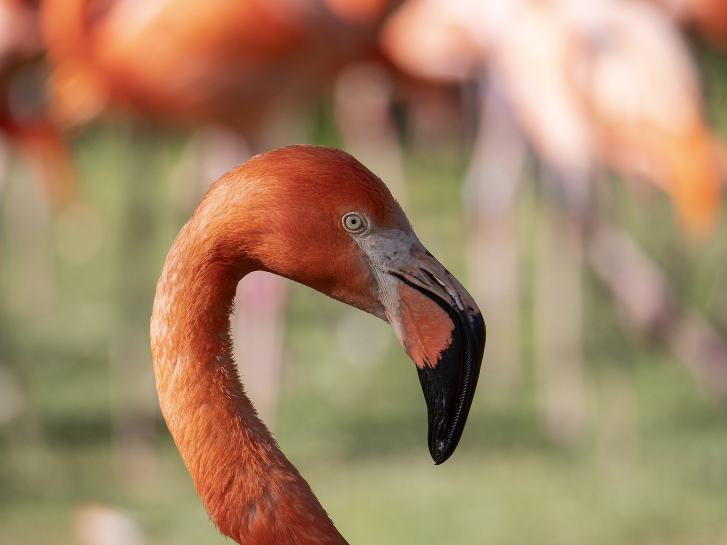 ~ Flamingo - Portrait ~