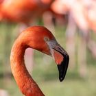 ~ Flamingo - Portrait ~