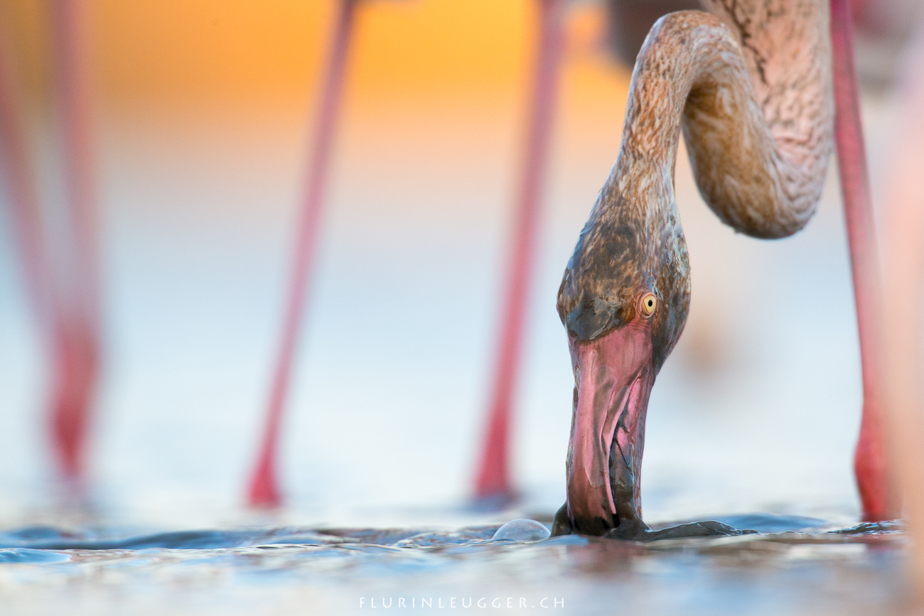 Flamingo Portrait