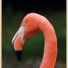 Flamingo-Portrait