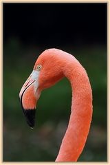 Flamingo-Portrait