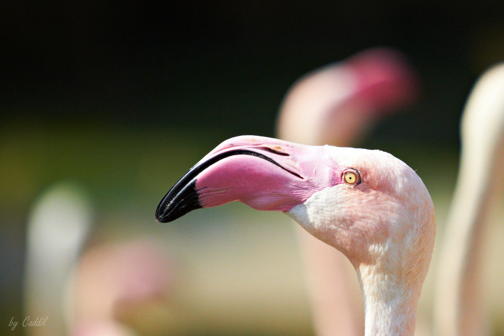 Flamingo Portrait