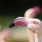 Flamingo Portrait