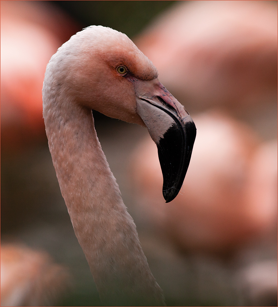 flamingo portrait