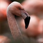 flamingo portrait