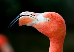 Flamingo, Portrait