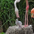 Flamingo - Prachtkind