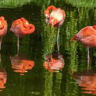 Flamingo Quartett