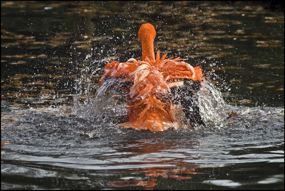 Flamingo-Reinigung ...