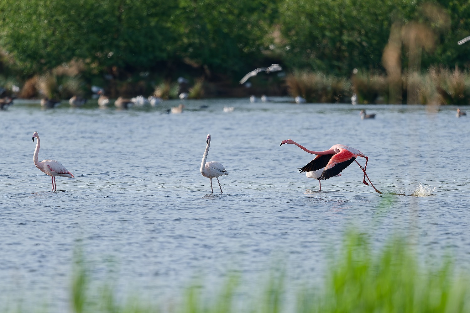 Flamingo rennt