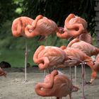 Flamingo Road