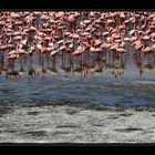 Flamingo Road