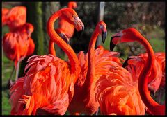 Flamingo Road