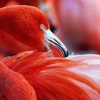 Flamingo-Road