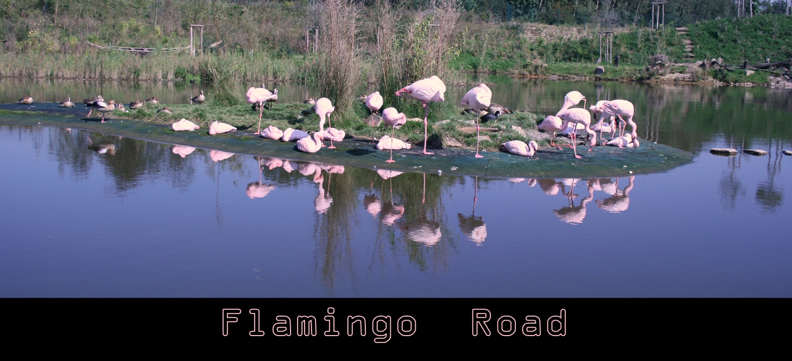 Flamingo Road