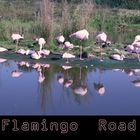 Flamingo Road