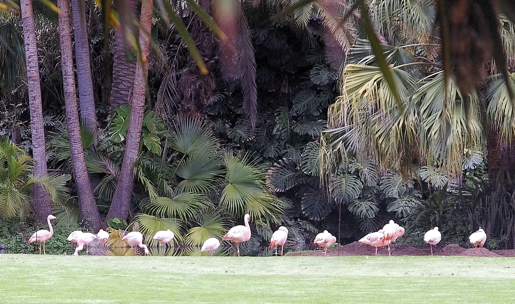 Flamingo Road