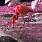 Flamingo-Rosa