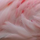 Flamingo – Rosa – Hauch
