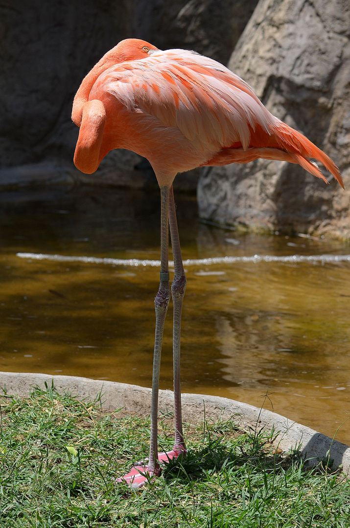 flamingo rosado