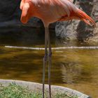 flamingo rosado