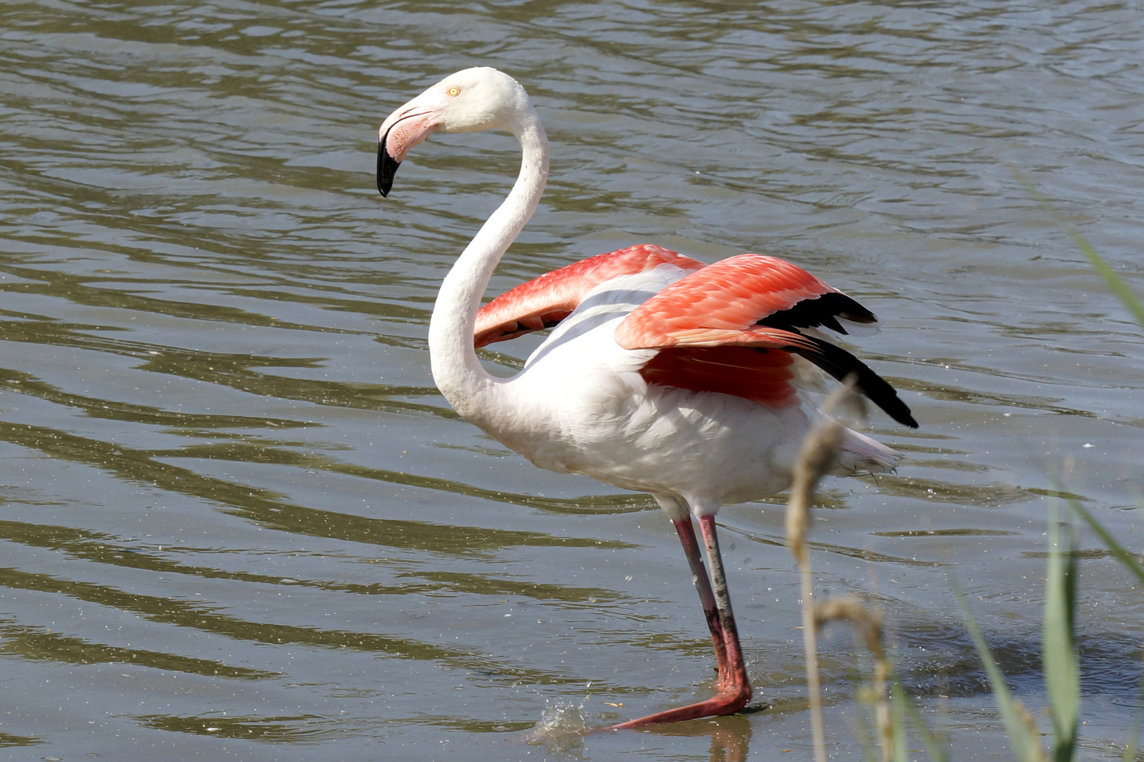 Flamingo rot - Flamant rose