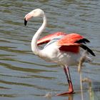 Flamingo rot - Flamant rose