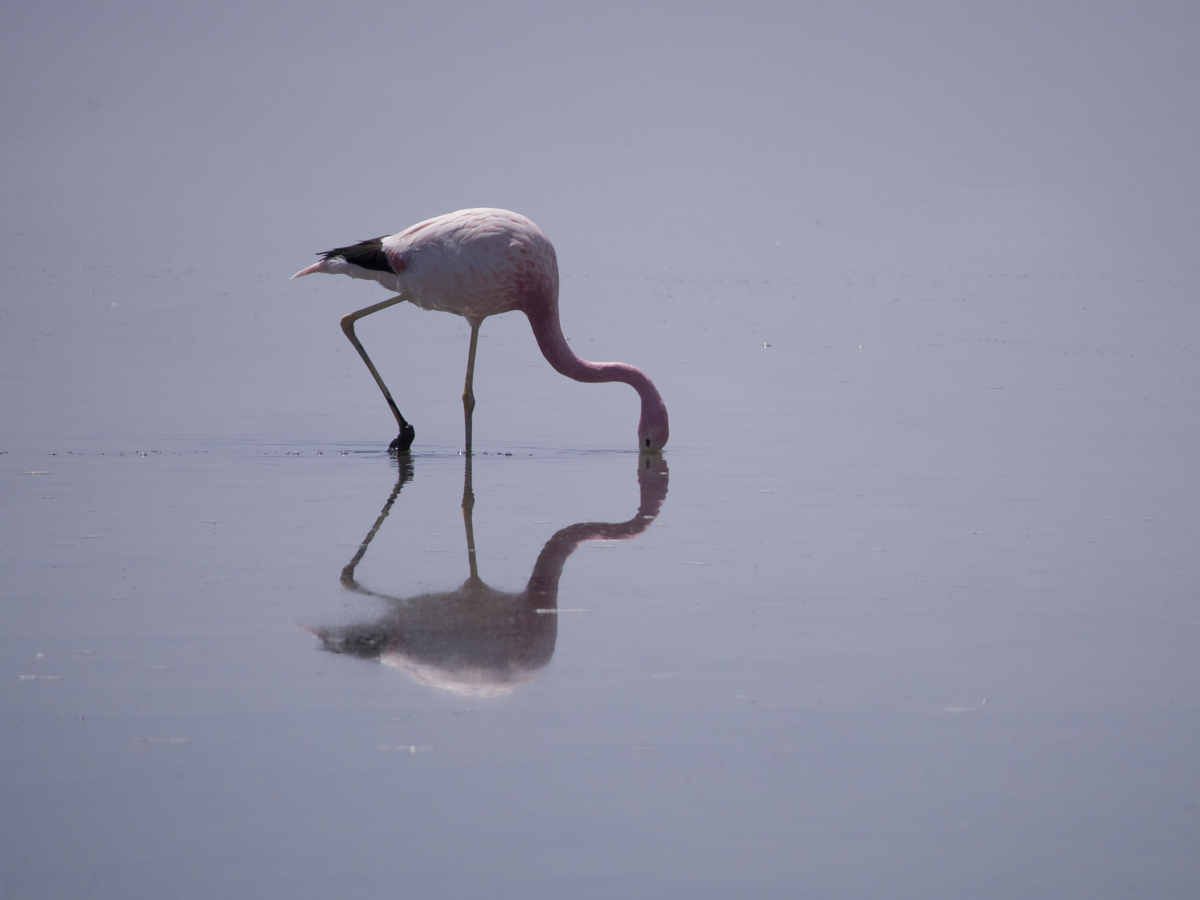 Flamingo, Salar de Atacama - Chile