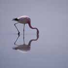 Flamingo, Salar de Atacama - Chile
