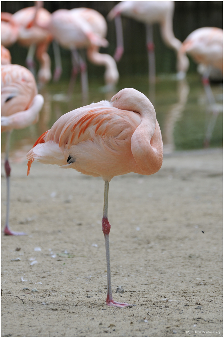 Flamingo schläft "zzzZZZZZZ"