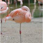 Flamingo schläft "zzzZZZZZZ"