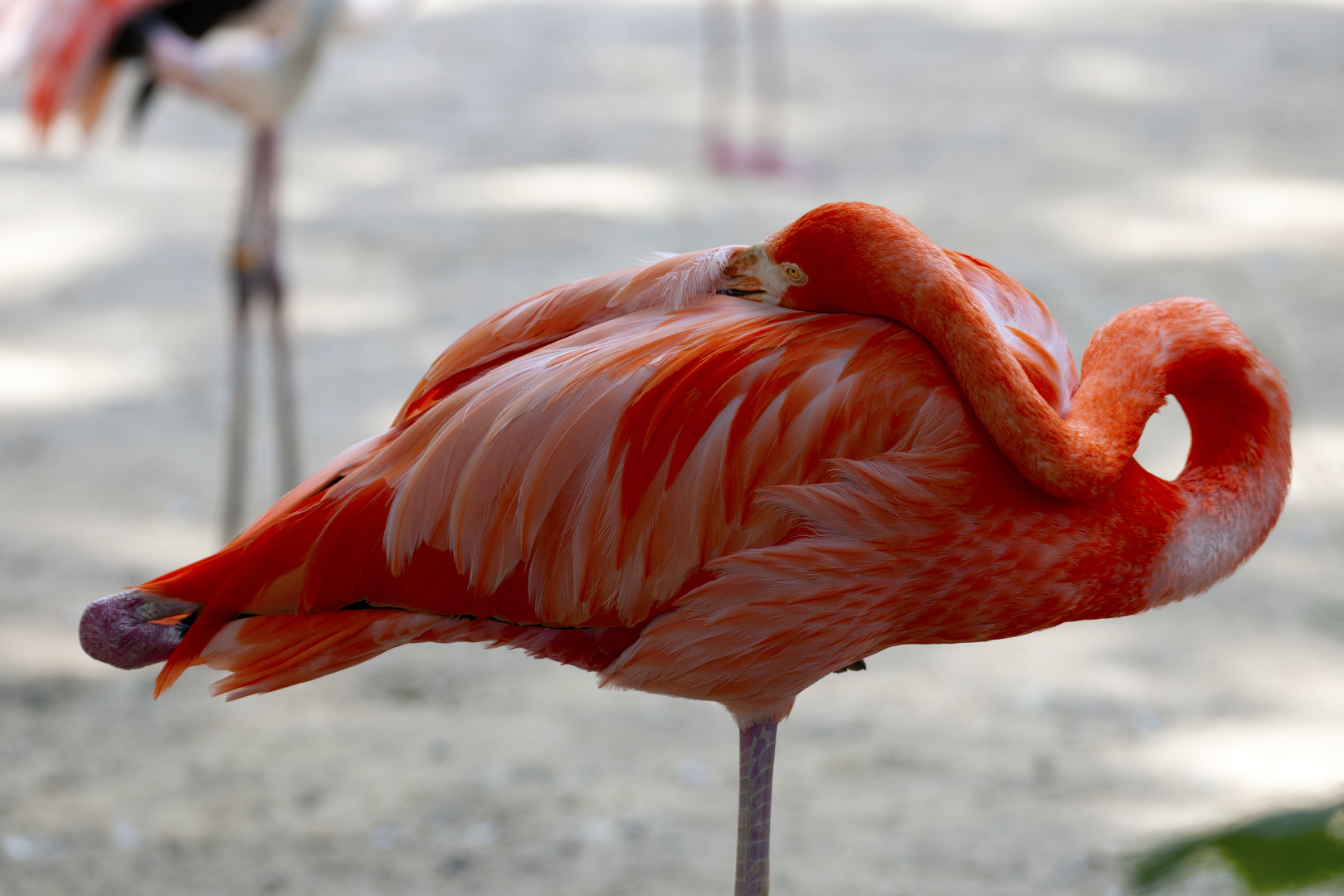 Flamingo Schlaf