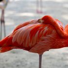 Flamingo Schlaf