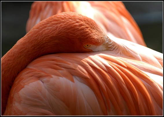 Flamingo Schönheit