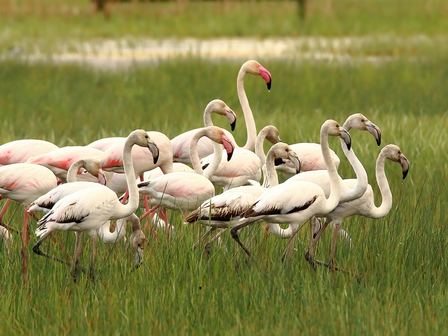 Flamingo-Schule