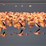 Flamingo Schwadron