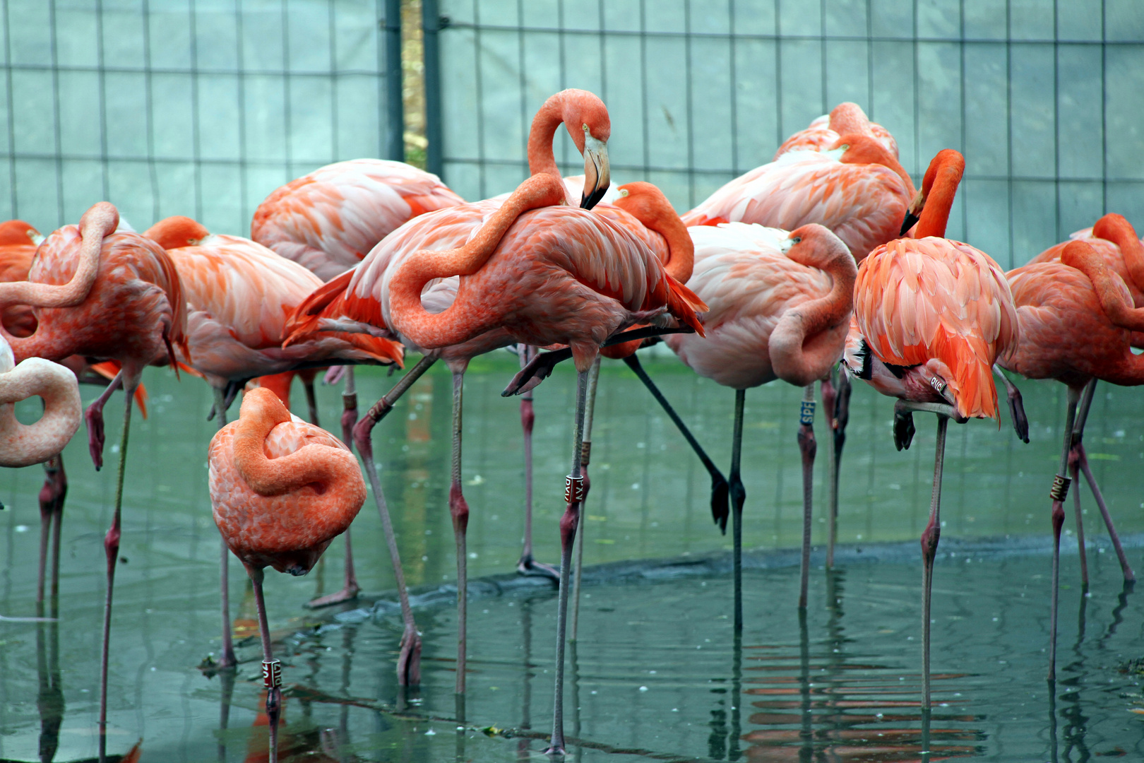 Flamingo-Schwarm im Zoo Heidelberg