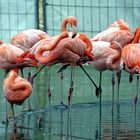 Flamingo-Schwarm im Zoo Heidelberg