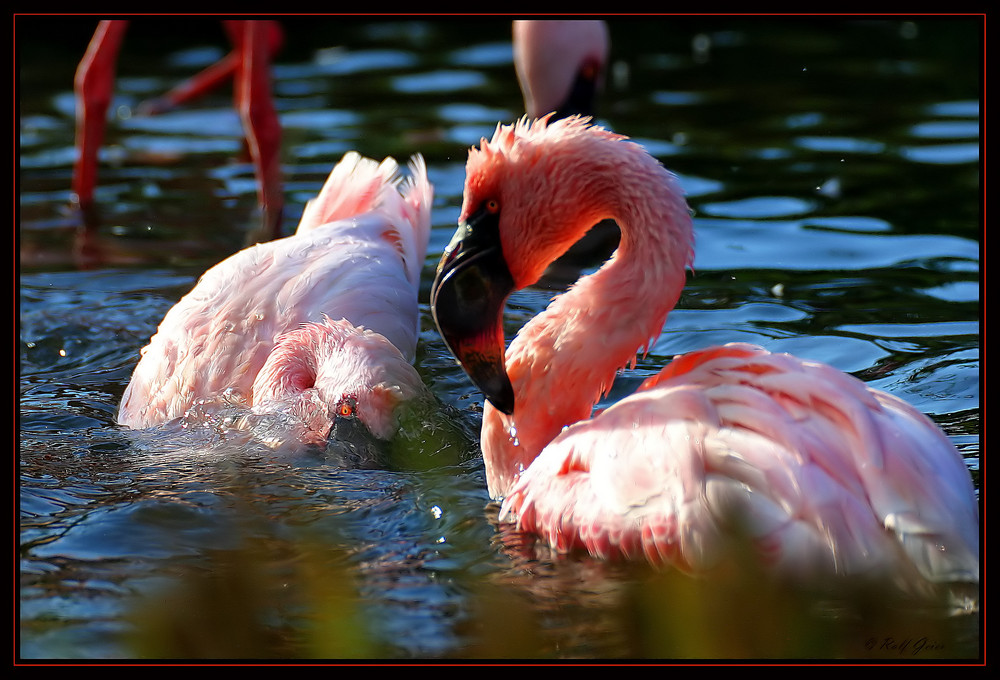 Flamingo Serie 1