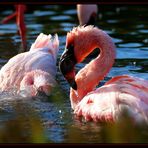 Flamingo Serie 1