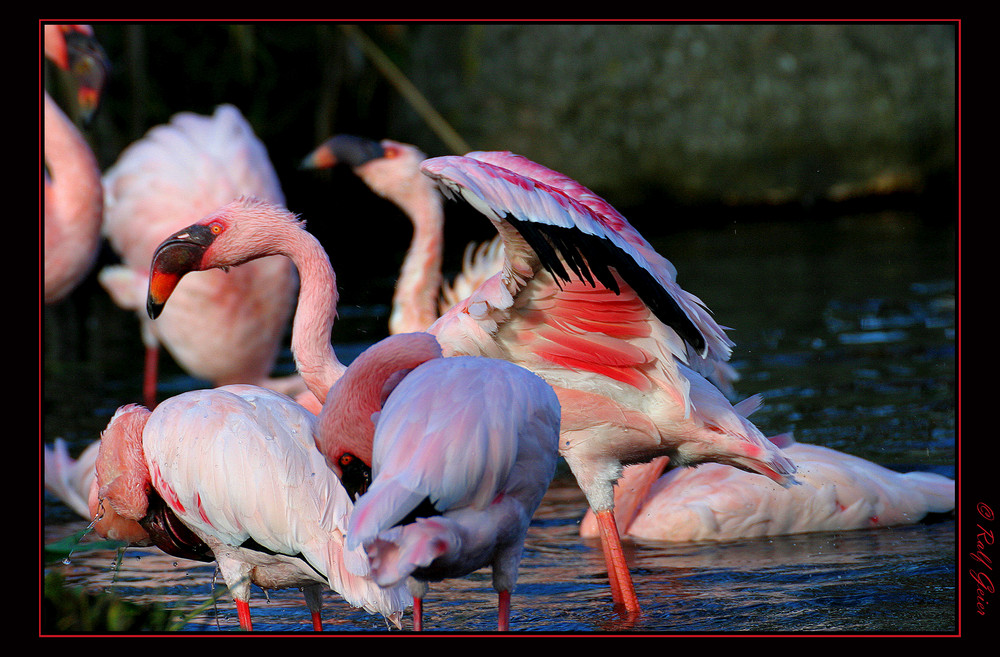 Flamingo Serie 2