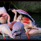 Flamingo Serie 2