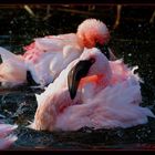 Flamingo Serie 4