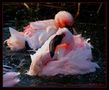 Flamingo Serie 4 von R. Geier